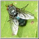 Calliphora vicina - Schmeissfliege 04.jpg